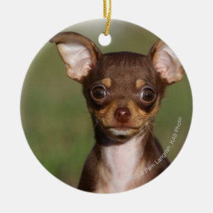 Chihuahua Puppy Looking at Camera Ceramic Tree Decoration