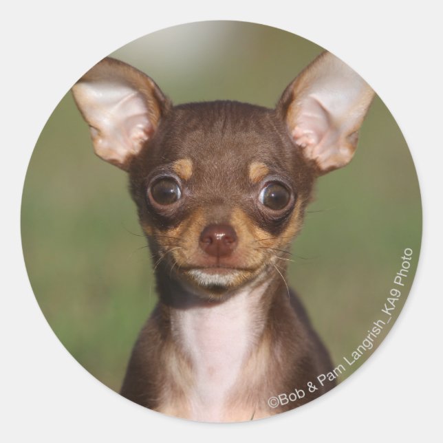 Chihuahua Puppy Looking at Camera Classic Round Sticker (Front)