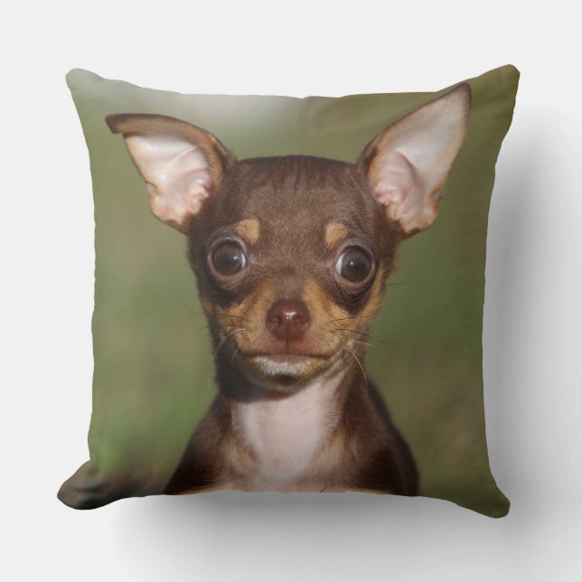 Chihuahua Puppy Looking at Camera Cushion (Front)