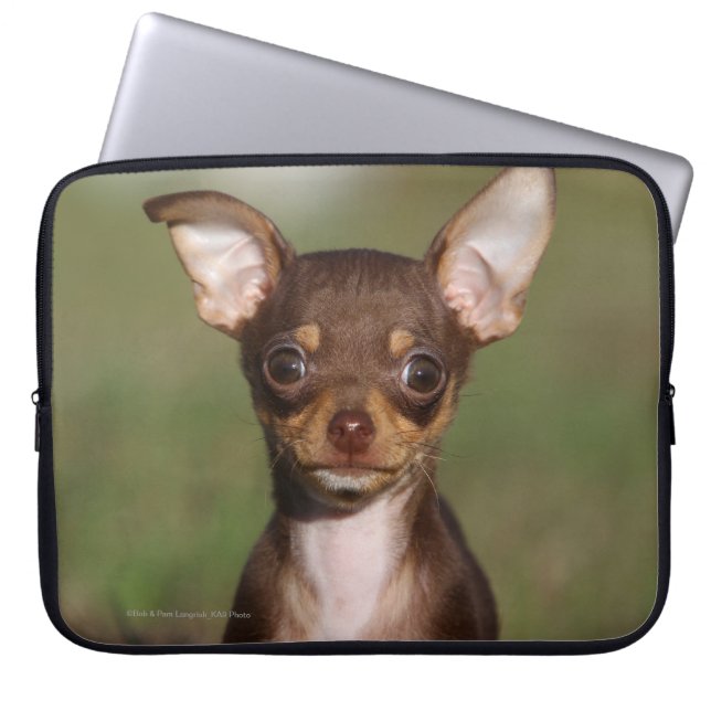 Chihuahua Puppy Looking at Camera Laptop Sleeve (Front)