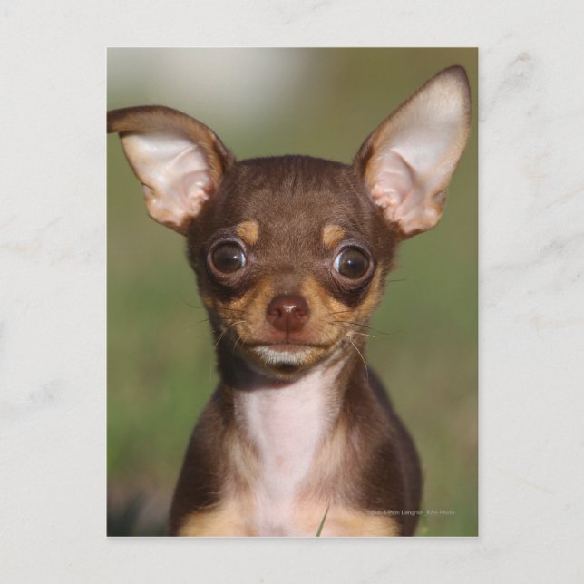 Chihuahua Puppy Looking at Camera Postcard (Front)