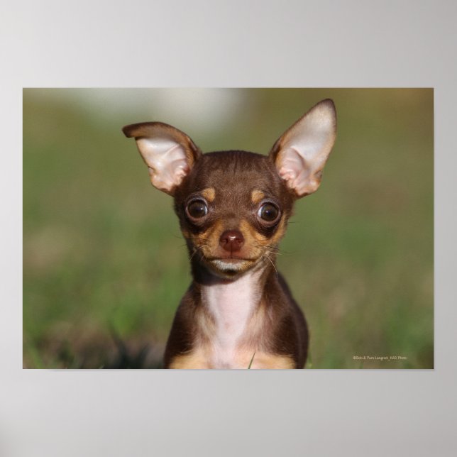 Chihuahua Puppy Looking at Camera Poster (Front)