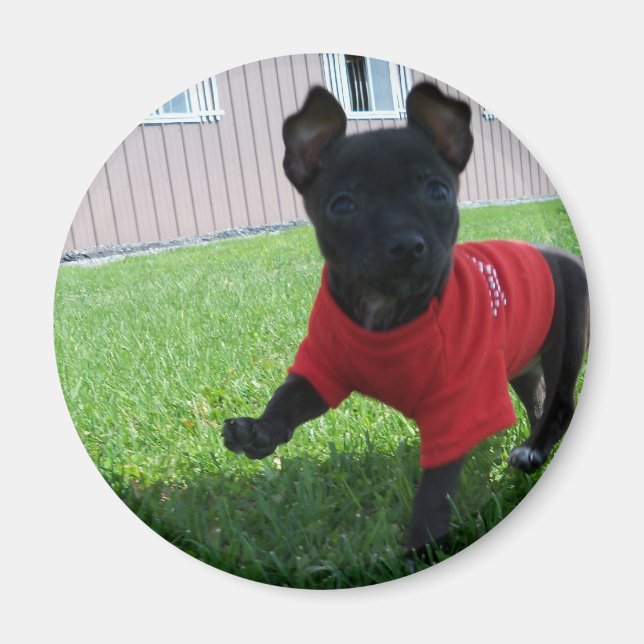 Chihuahua Puppy Magnet (Front)