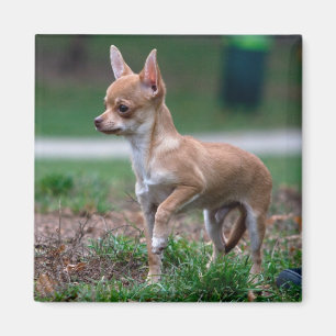 Chihuahua Puppy Magnet
