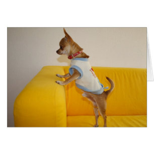 Chihuahua Puppy On Yellow Sofa