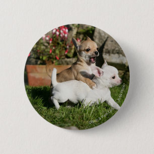 Chihuahua Puppy Playing 6 Cm Round Badge