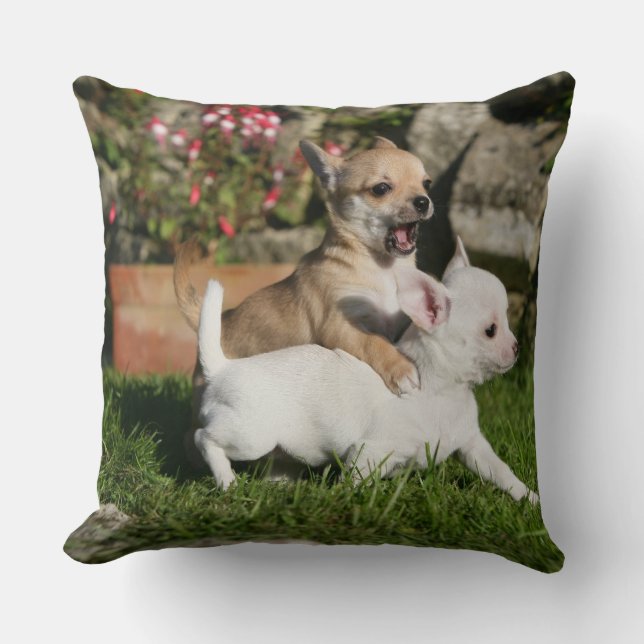 Chihuahua Puppy Playing Cushion (Front)