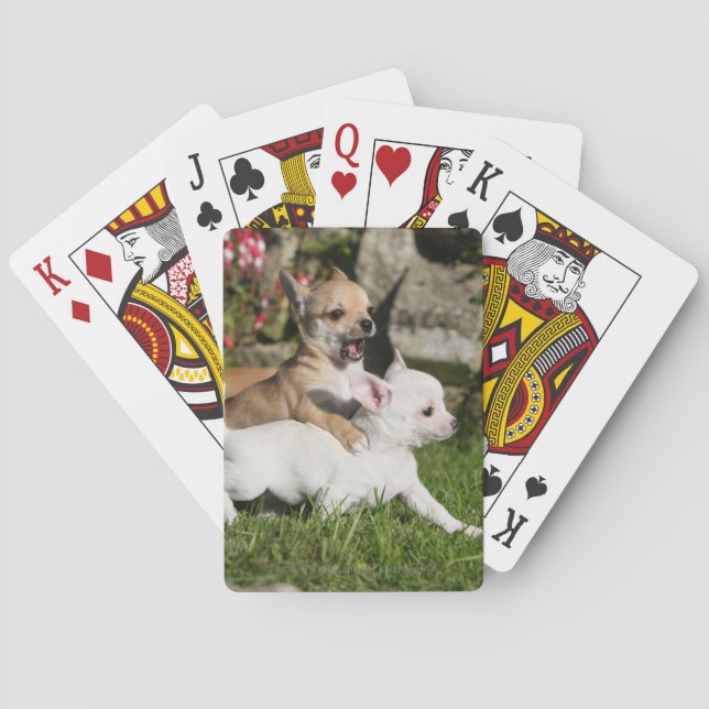 Chihuahua Puppy Playing Playing Cards (Back)