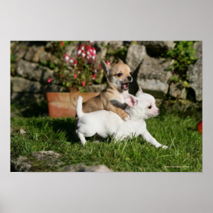 Chihuahua Puppy Playing Poster