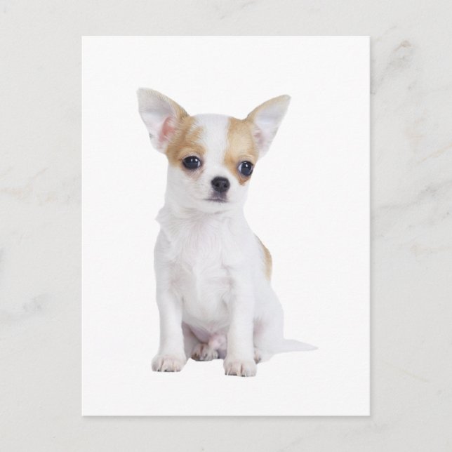 Chihuahua puppy postcard (Front)