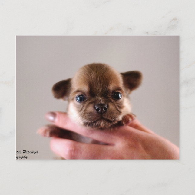 Chihuahua Puppy Postcard (Front)