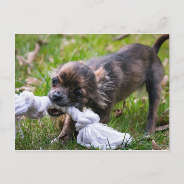 Chihuahua puppy postcard (Front)