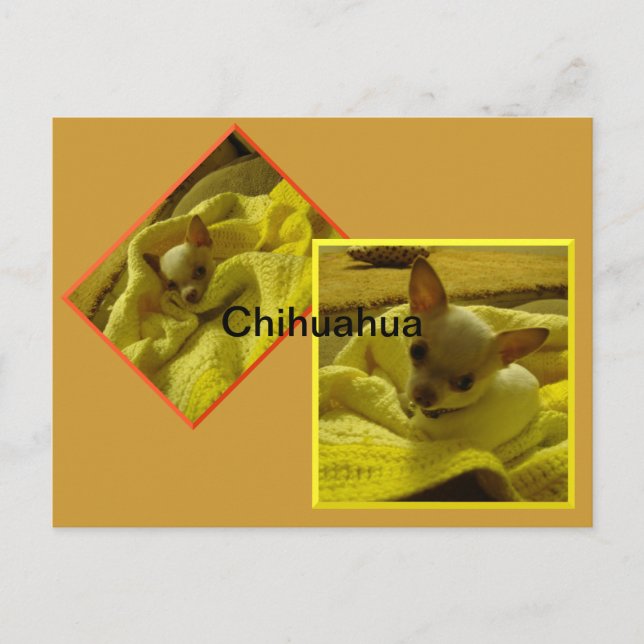 Chihuahua Puppy Postcard (Front)