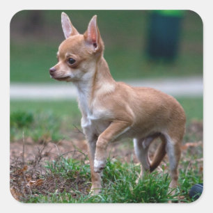 Chihuahua Puppy Square Sticker