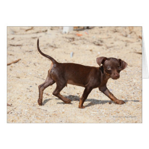 Chihuahua Puppy Walking