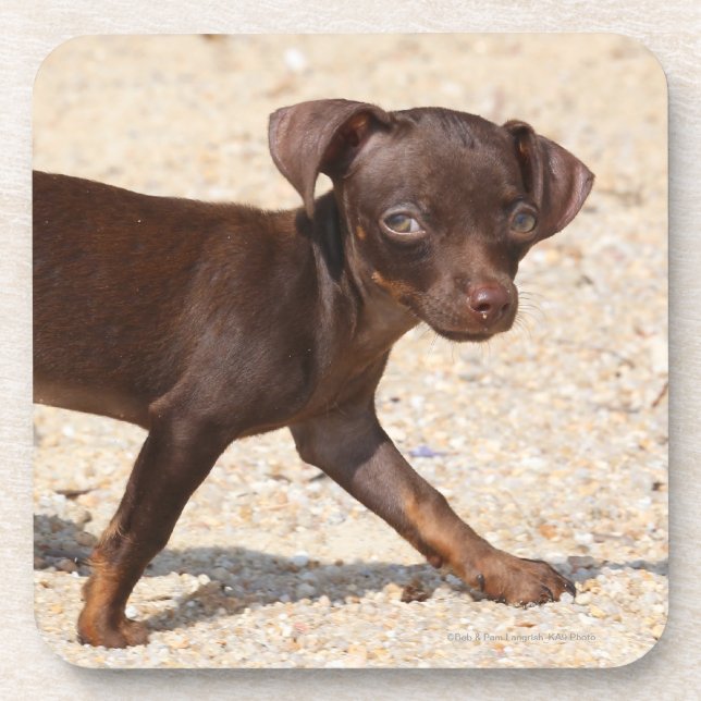 Chihuahua Puppy Walking Coaster (Front)