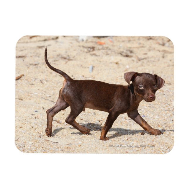 Chihuahua Puppy Walking Magnet (Horizontal)