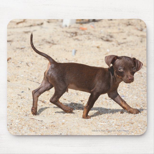 Chihuahua Puppy Walking Mouse Pad (Front)