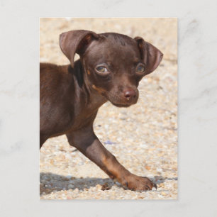 Chihuahua Puppy Walking Postcard