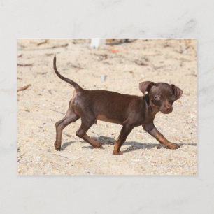 Chihuahua Puppy Walking Postcard