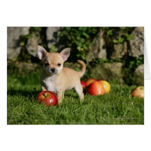 Chihuahua Puppy with Apples