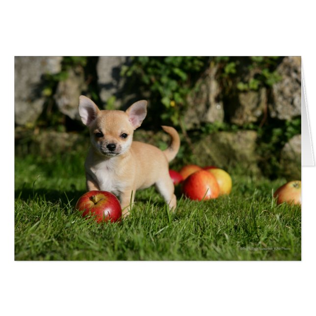 Chihuahua Puppy with Apples (Front Horizontal)