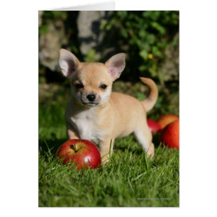 Chihuahua Puppy with Apples