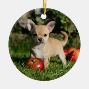 Chihuahua Puppy with Apples Ceramic Ornament