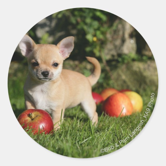 Chihuahua Puppy with Apples Classic Round Sticker (Front)