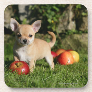 Chihuahua Puppy with Apples Coaster