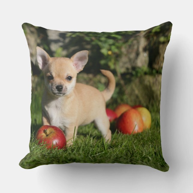 Chihuahua Puppy with Apples Cushion (Front)
