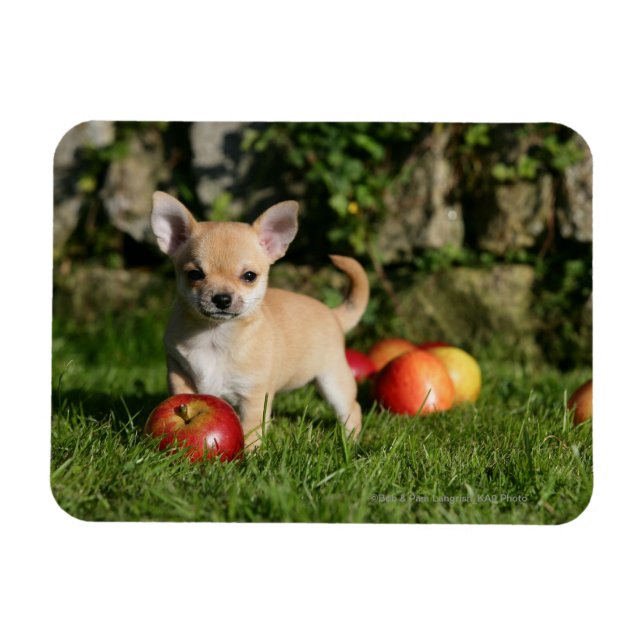 Chihuahua Puppy with Apples Magnet (Horizontal)