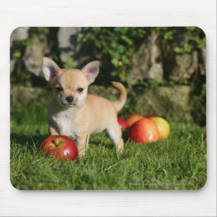 Chihuahua Puppy with Apples Mouse Pad