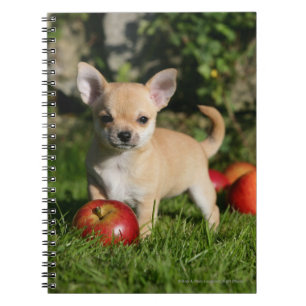 Chihuahua Puppy with Apples Notebook