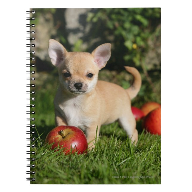 Chihuahua Puppy with Apples Notebook (Front)