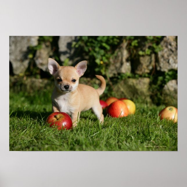 Chihuahua Puppy with Apples Poster (Front)