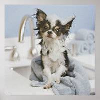 Chihuahua Puppy Wrapped In A Towel