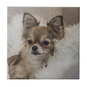 Chihuahua Relaxing Ceramic Tile