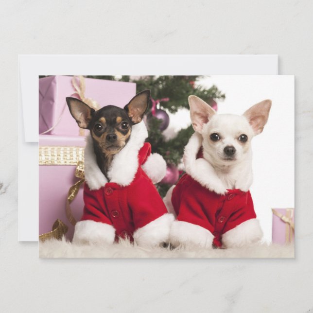 Chihuahua Sitting And Wearing A Christmas Suit Holiday Card (Front)