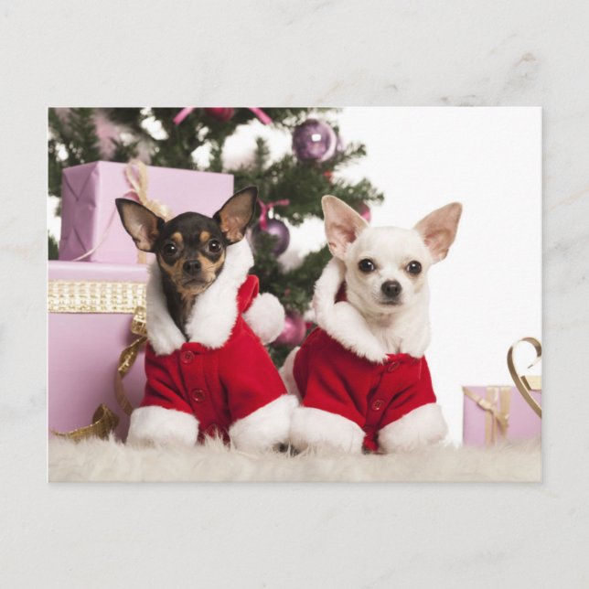 Chihuahua Sitting And Wearing A Christmas Suit Holiday Postcard (Front)