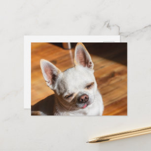 Chihuahua sleepy squint relaxed tongue out Photo Postcard