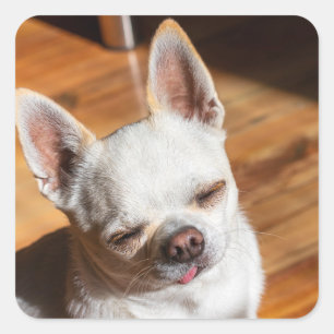 Chihuahua sleepy squint relaxed tongue out Photo Square Sticker