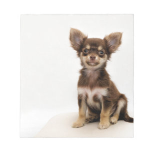 Chihuahua Small Dog Notepad