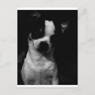 Chihuahua Small Dog Postcard