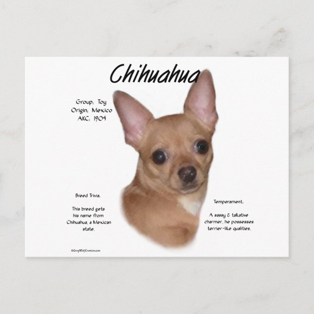 Chihuahua (smooth) History Design Postcard (Front)