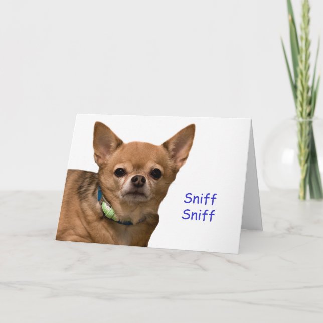 Chihuahua Sniff Birthday Card (Front)