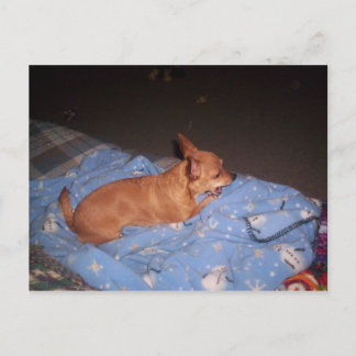 Chihuahua taking a rest postcard