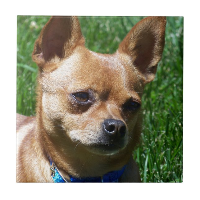 Chihuahua Tile (Front)
