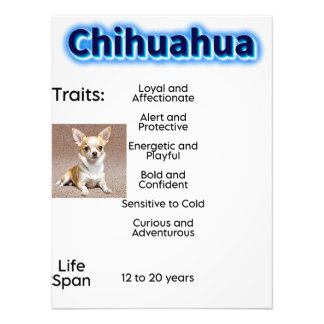 Chihuahua traits and life span photo print
