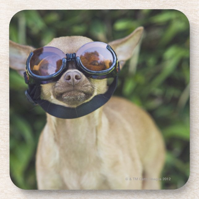 Chihuahua wearing goggles coaster (Front)